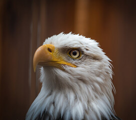 A bald eagle closeup in a falcrony in saarburg