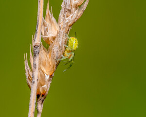 Cucumber green spider