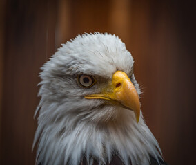 A bald eagle closeup in a falcrony in saarburg