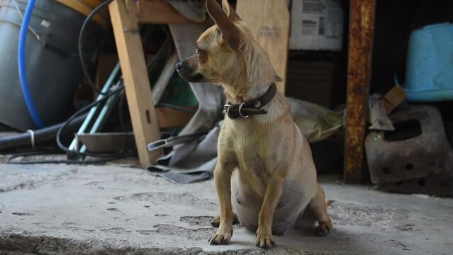 Perra chihuahua embarazada color café mirando hacia los lados y caminando animal domestico canino 