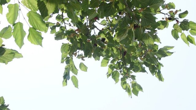 Arbol de moras o morus negris con un paneo y movimiento de camara y flare de luz natural del sol 