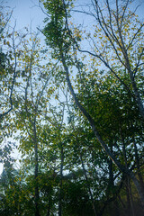 paisagem interior do rio grande do sul brasil Vespasiano Correa 