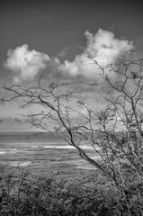 Dry Tree and Grasses on a Hillside with the Ocean in Hawaii.