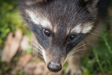 A racoon closeup in a zoo in saarburg