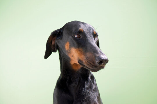 Doberman Pinscher Dobe dog
