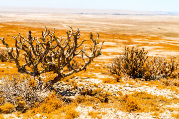 lichen, landscapes, lichen field, lichen tree, arid, northern cape, south africa, desert, dry, alexander bay, grass, sand, nature, landscape, dune, plant, summer, alexanderbaai, africa, Southern Afric