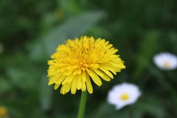 Yellow dandelion flower in grass