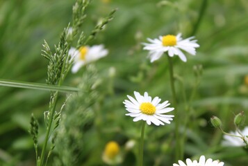 Small and beautiful daisies in the grass