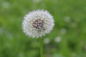 Wonderful dandelion in the grass