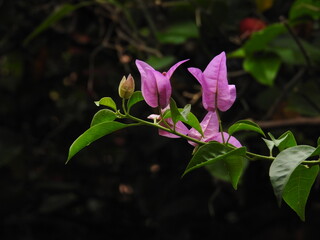 beautiful and colorful flowers