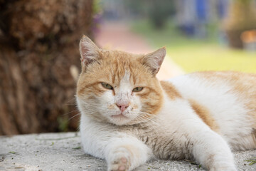 Red tabby young cat sitting on concrete wall looks up, wants food, meows, close-up smiles, top view, soft selective focus