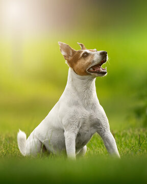 A beautiful happy Jack Russell Terrier dog on a beautiful summer background with green grass and sunbeams. A white dog with a red head and an open mouth. Happy dog
