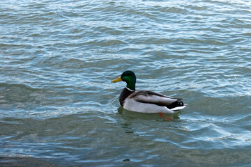 mallard bird is roaming in the danube river. vienna, austria - 04 april 2023