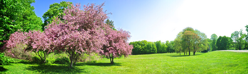 Panoramic view of crab apple trees in full bloom in springtime