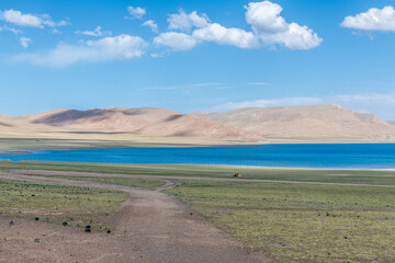 The kiang in Lakeside meadow in Ngari region of Tibet, China.