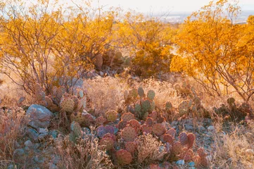 Acrylic prints Deep brown Southwest desert landscape