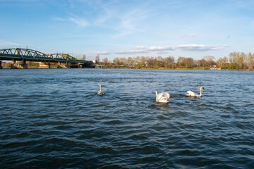 mute swans is roaming in the river, composition by the danube river and nature. vienna, austria - 04 april 2023