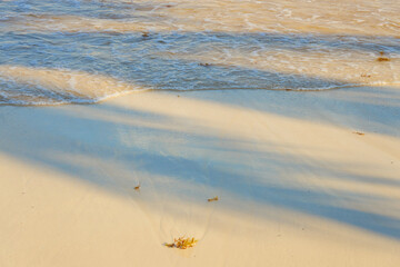 Fototapeta na wymiar The shade of a palm tree on a tropical beach in the Caribbean Sea in Mexico.