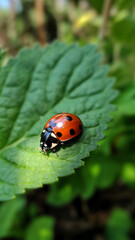 Fototapeta premium Lady Bug. Generative AI Illustration.