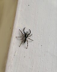 spider on a web