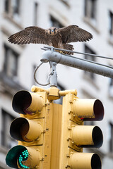 Young Peregrine Falcon on top of a traffic light in New York City. The bird had fledged a few days earlier.