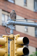 Young Peregrine Falcon on top of a traffic light in New York City. The bird had fledged a few days earlier.