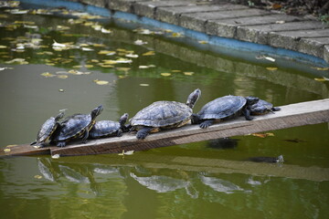 Fototapeta premium red eared sliders