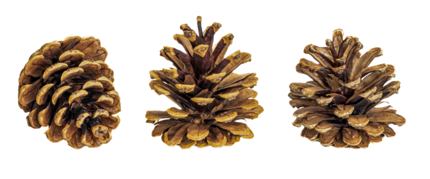 cones on a transparent isolated background. png