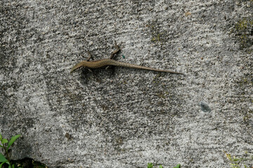 small lizard on the wall 