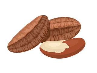 Vector illustration, Brazil nut, scientific name Bertholletia excelsa, isolated on white background.