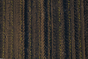 aerial view of young corn crops grwing under the sun in dry soil at sunset