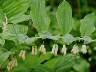 Hängeblüten an grünen Blättern