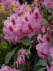 Rosa Rhododendronblüte blüht
