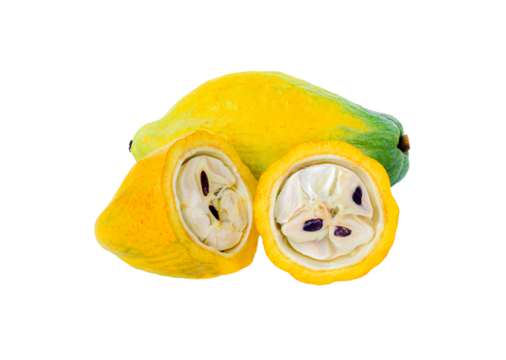 cocoa fruit isolited  on   transparent png