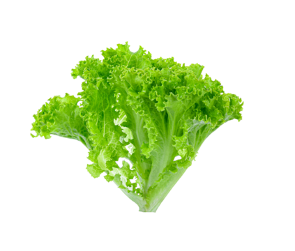 fresh green lettuce salad leaves isolated on   transparent png