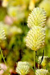 close up of yellow flower