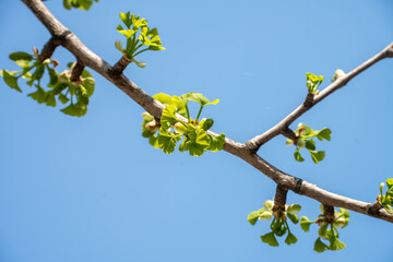 은행나무 잎 발아 모습