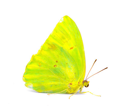 Phoebis sennae - the cloudless sulphur - is a mid sized butterfly in the family Pieridae, lime green and yellow color side profile view isolated on white background