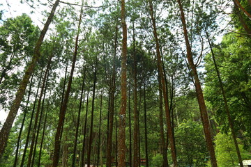 Pine forests