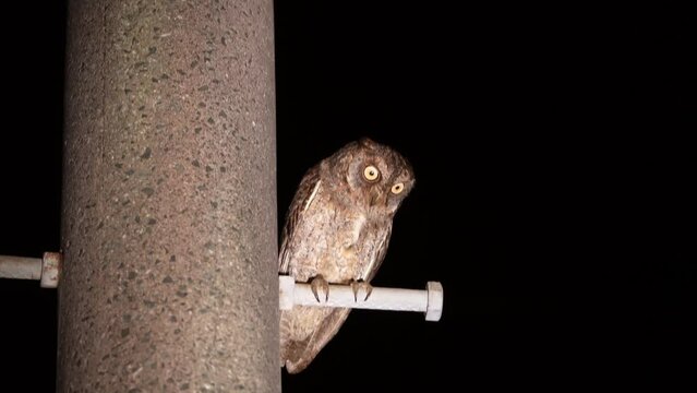 
Kagoshima, Japan - May 17, 2023: A Ryukyu scops owl on power pole 
