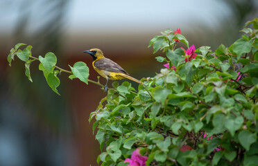 Hooded Oriole
