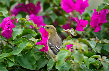Hooded Oriole