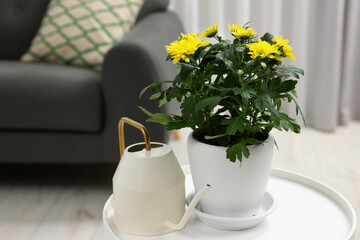 Fototapeta premium Beautiful chrysanthemum plant in flower pot and watering can on white table in room, space for text