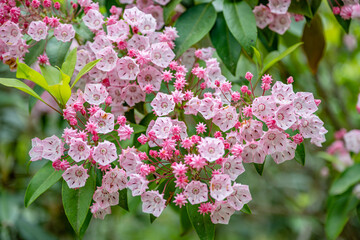 mountain laurel, laurel, flower, nature, spring, pink, lilac, flowers, garden, blossom, plant, purple, bloom, blooming, beauty, floral, summer, tree, color, close-up, closeup, season, branch, petal, b