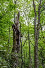 Fototapeta premium forest path