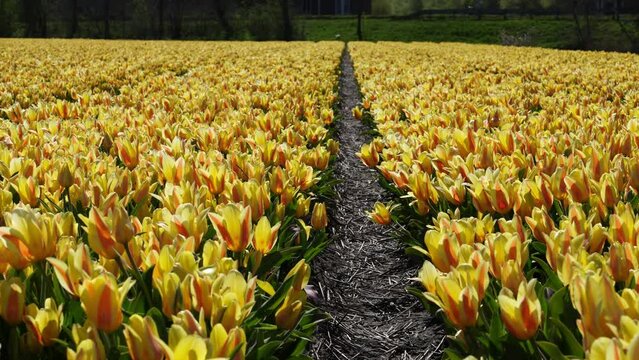 Yellow tulip field in Holland, Netherlands. Yellow and red tulips Double Monsella. beautiful flowers animated background