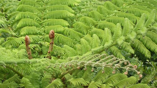 Flying Spider-monkey Tree Fern in Amami island, Japan
