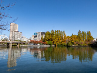 Fototapeta na wymiar 大阪の街を彩る秋の紅葉 