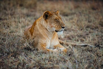 Tanzania Lion