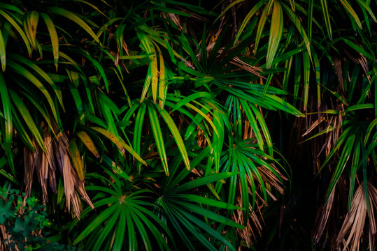 Leaves in the rainforest in Asia Leaves in the forest Beautiful nature background of vertical garden with tropical green leaf